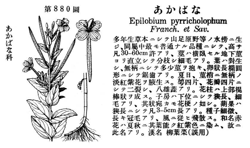植物図鑑
