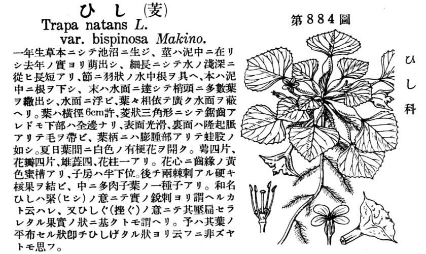 植物図鑑