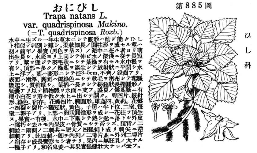 植物図鑑