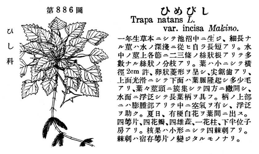 植物図鑑