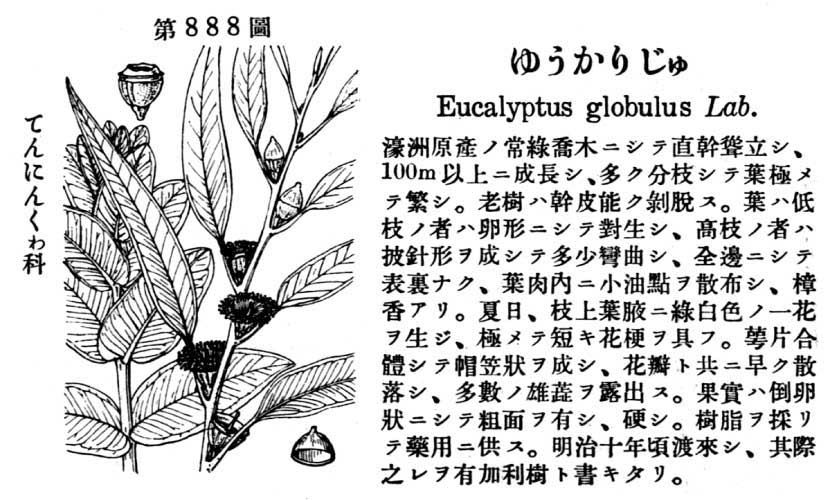 植物図鑑