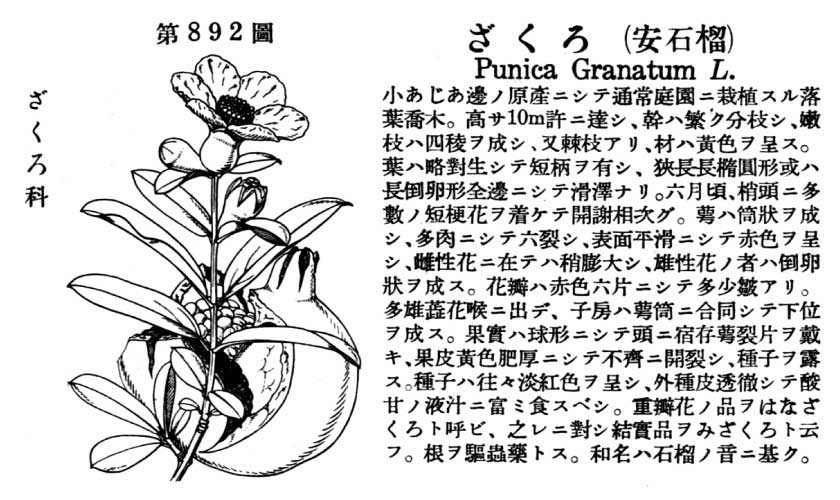 植物図鑑