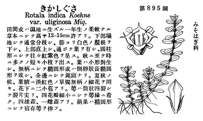 植物図鑑