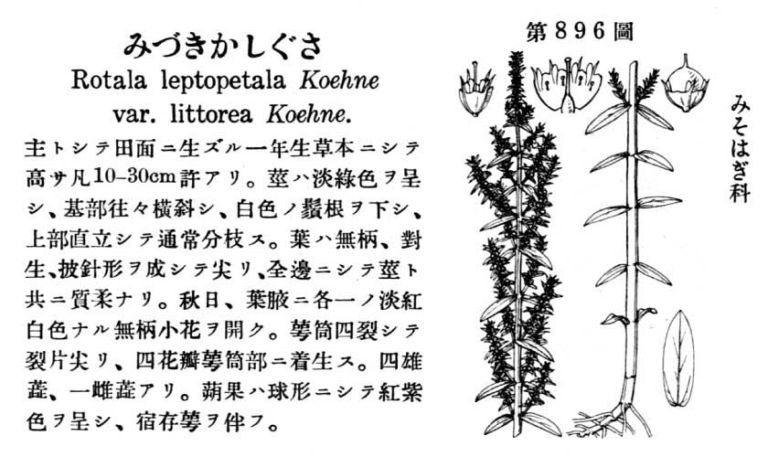 植物図鑑
