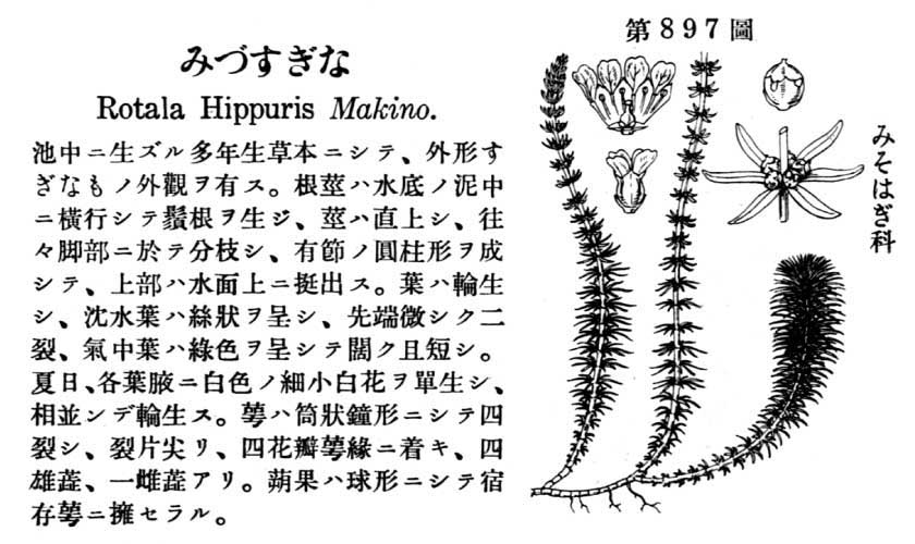 植物図鑑