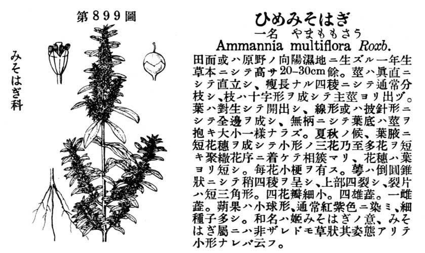 植物図鑑