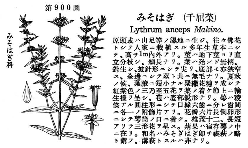 植物図鑑
