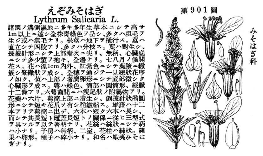 植物図鑑