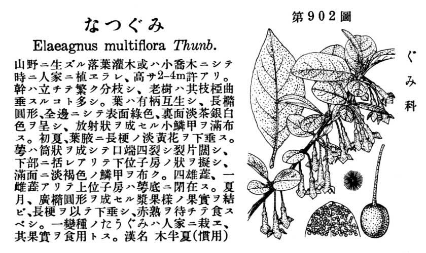 植物図鑑