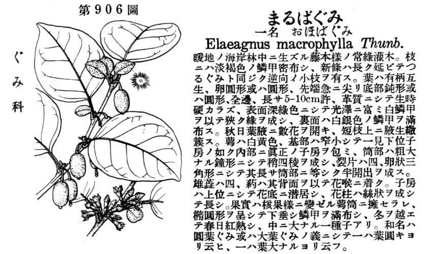 植物図鑑