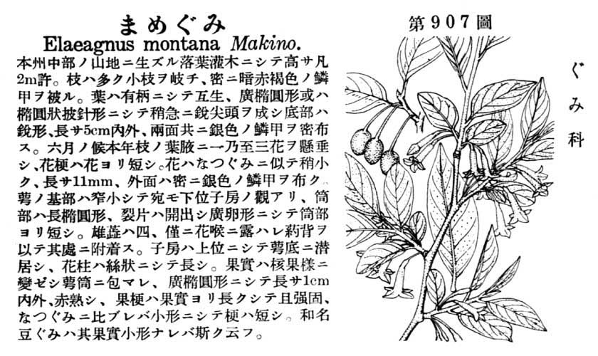 植物図鑑