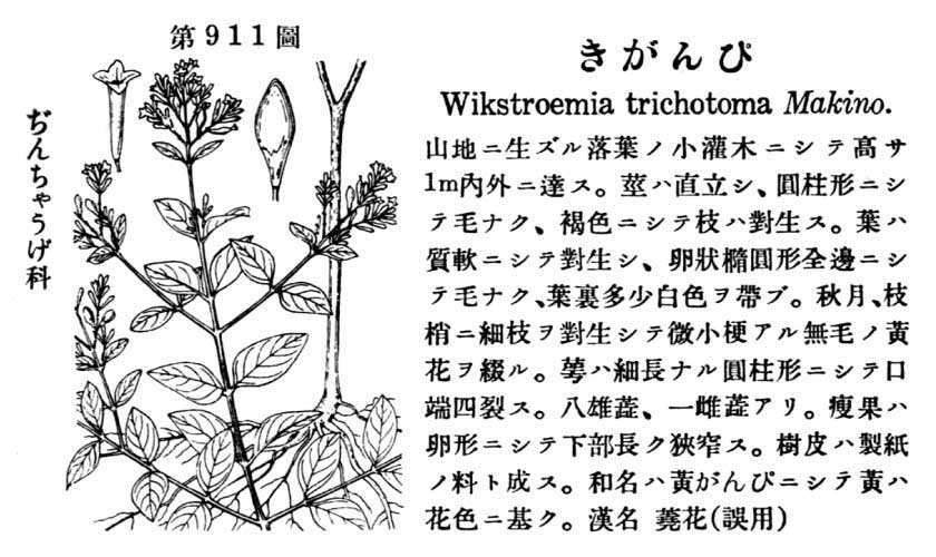 植物図鑑