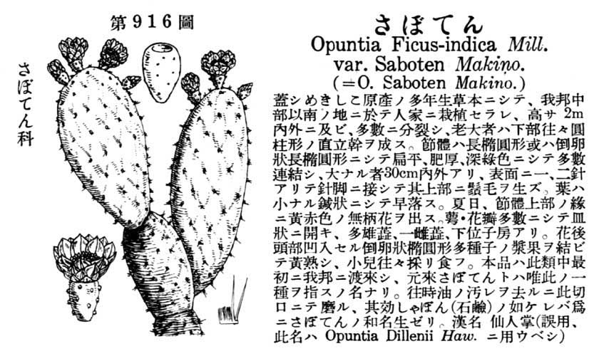 植物図鑑