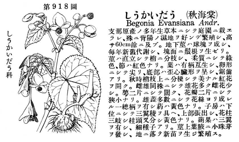 植物図鑑