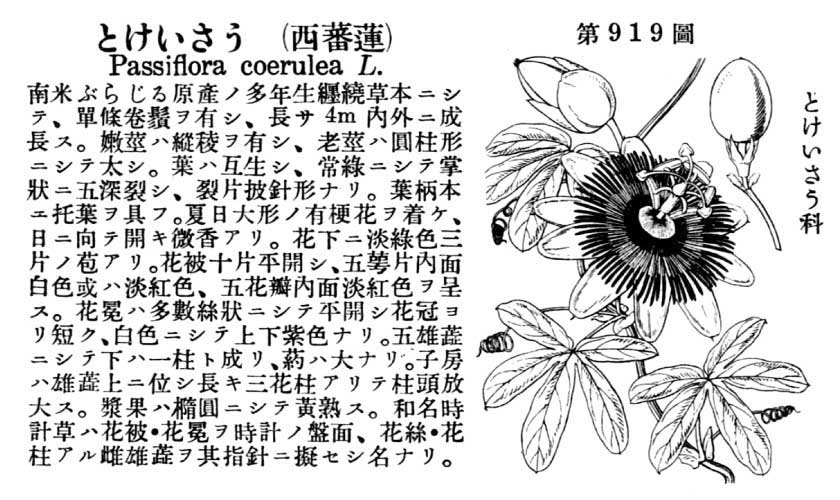 植物図鑑