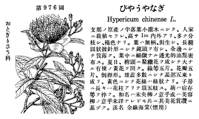 植物図鑑
