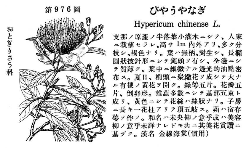 植物図鑑