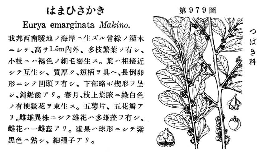 植物図鑑