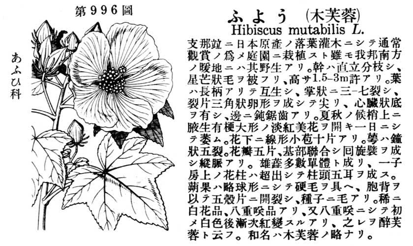 植物図鑑