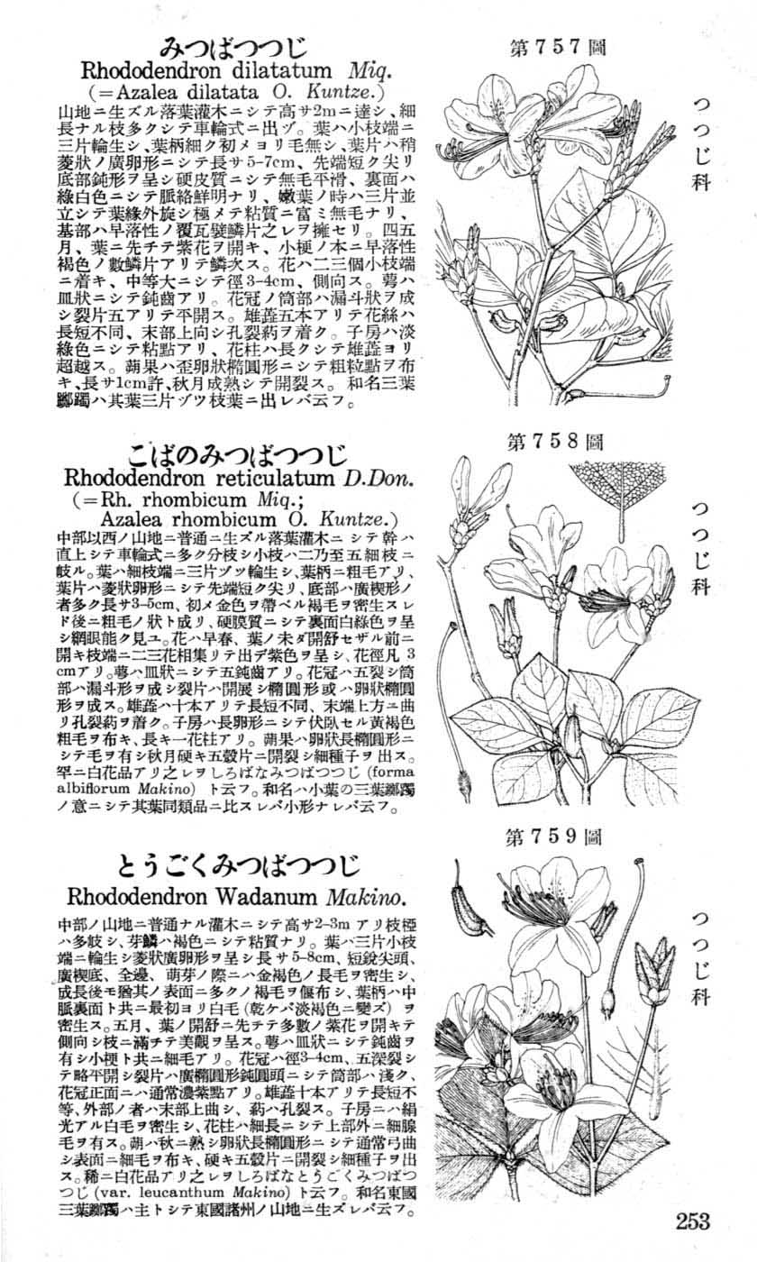 植物図鑑