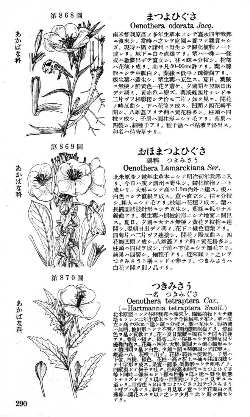 植物図鑑