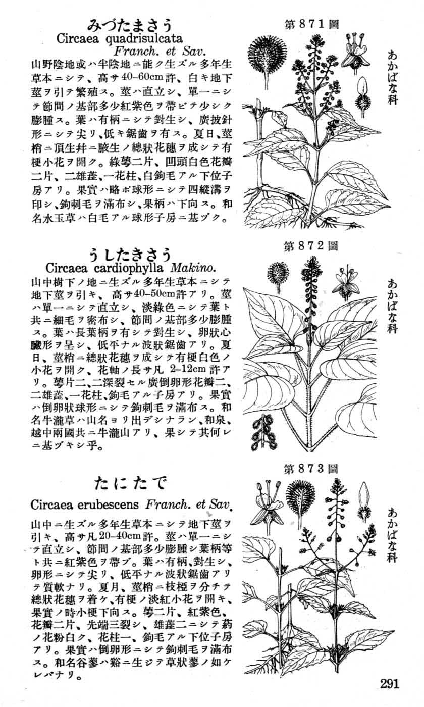 植物図鑑