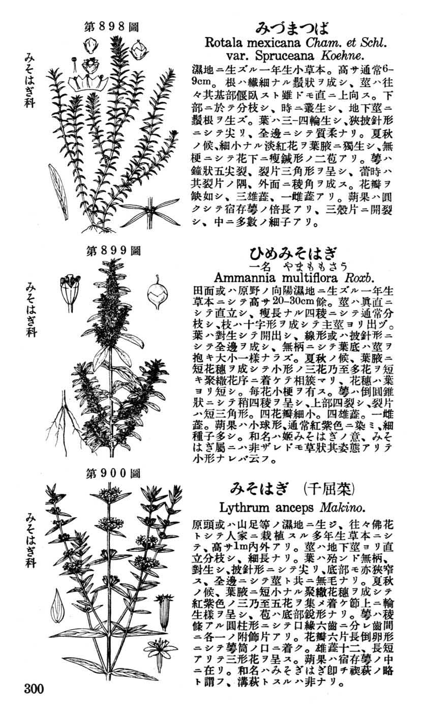 植物図鑑