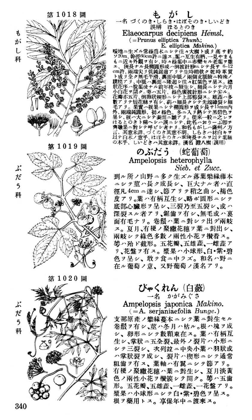 植物図鑑