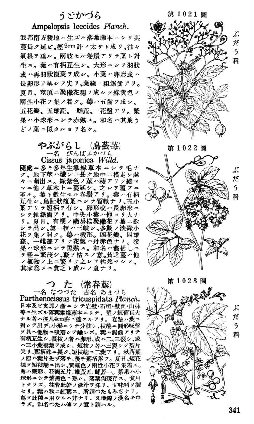 植物図鑑