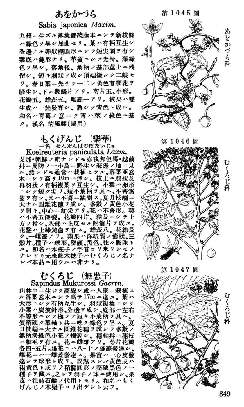 植物図鑑