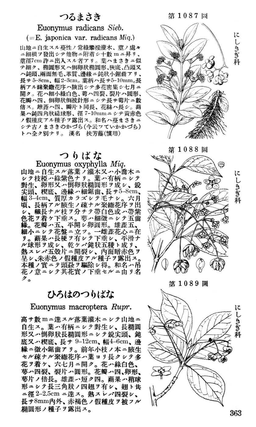 植物図鑑