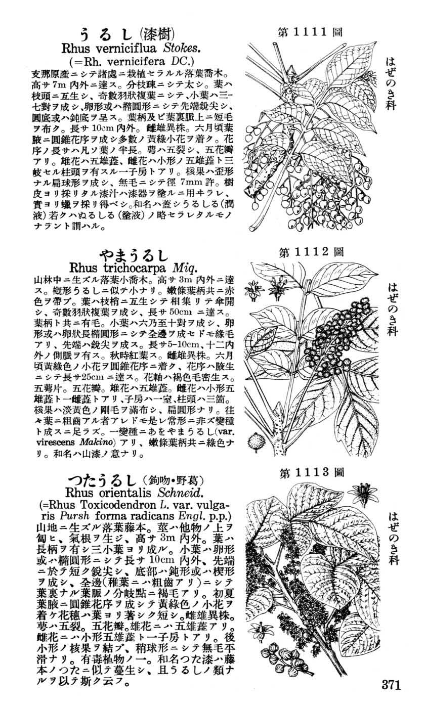 植物図鑑