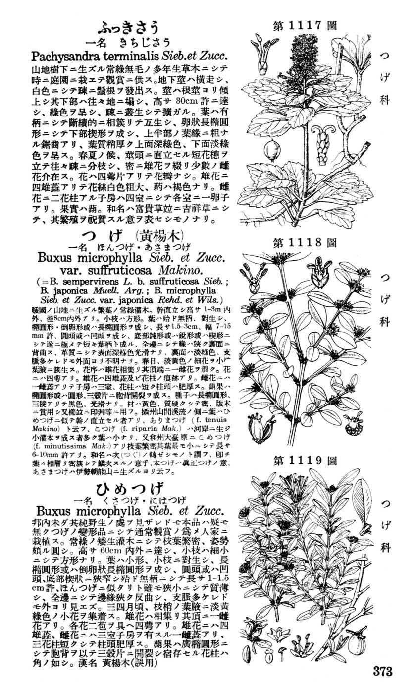 植物図鑑
