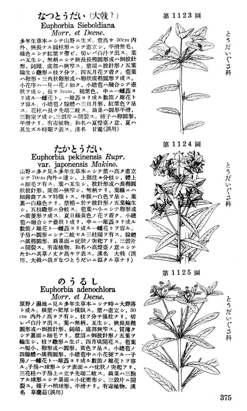 植物図鑑