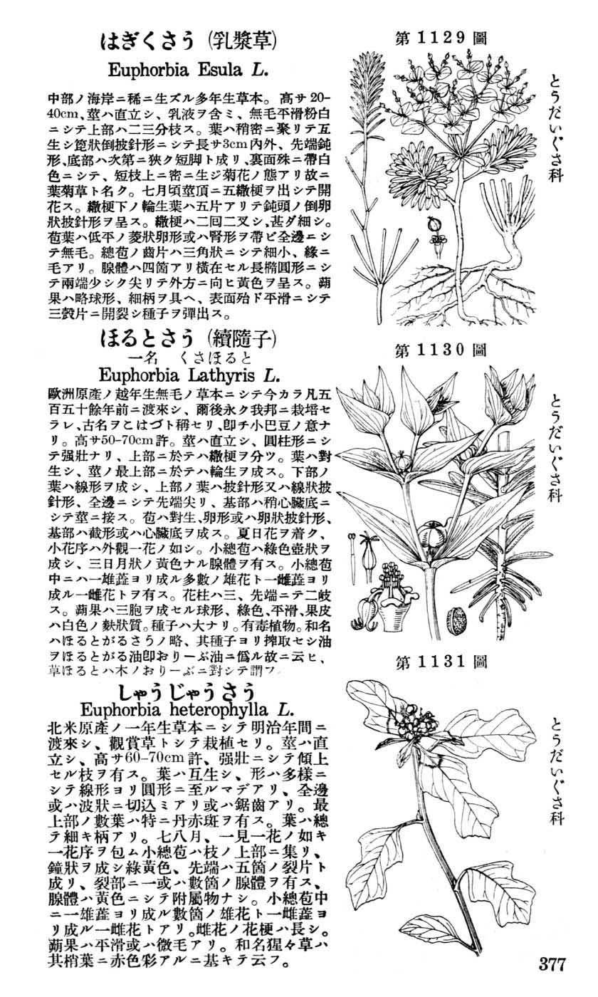 植物図鑑
