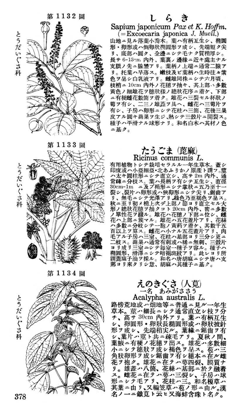 植物図鑑
