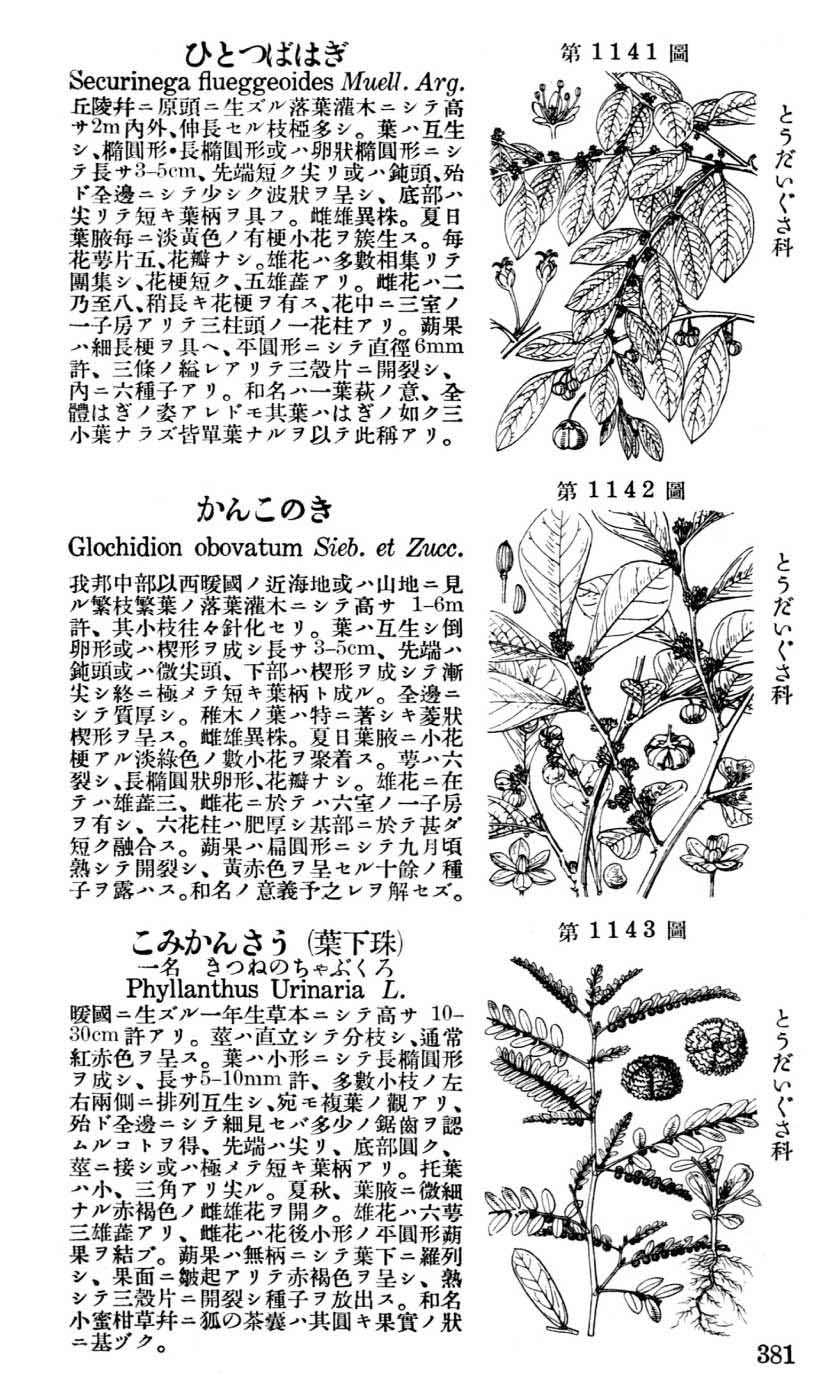 植物図鑑