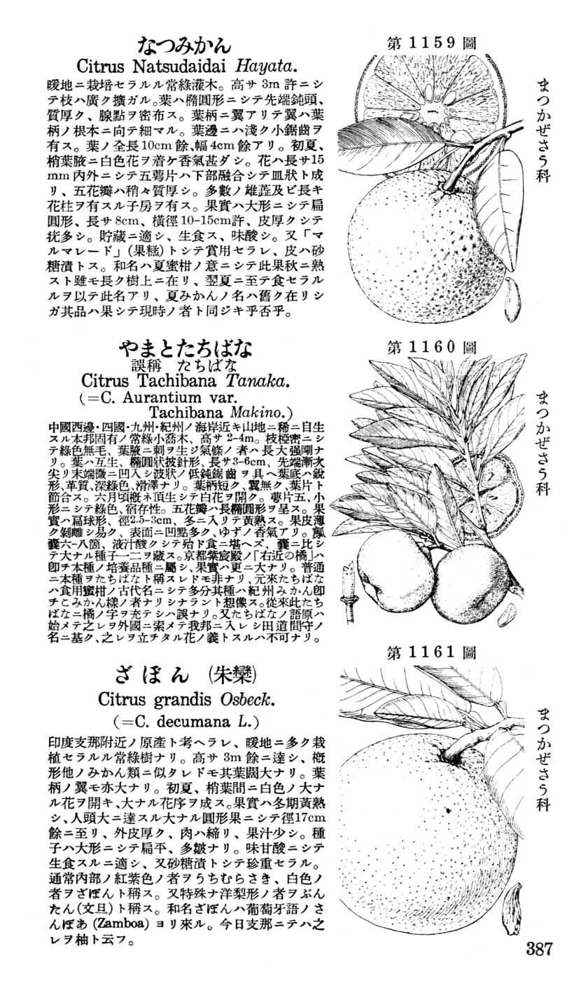 植物図鑑