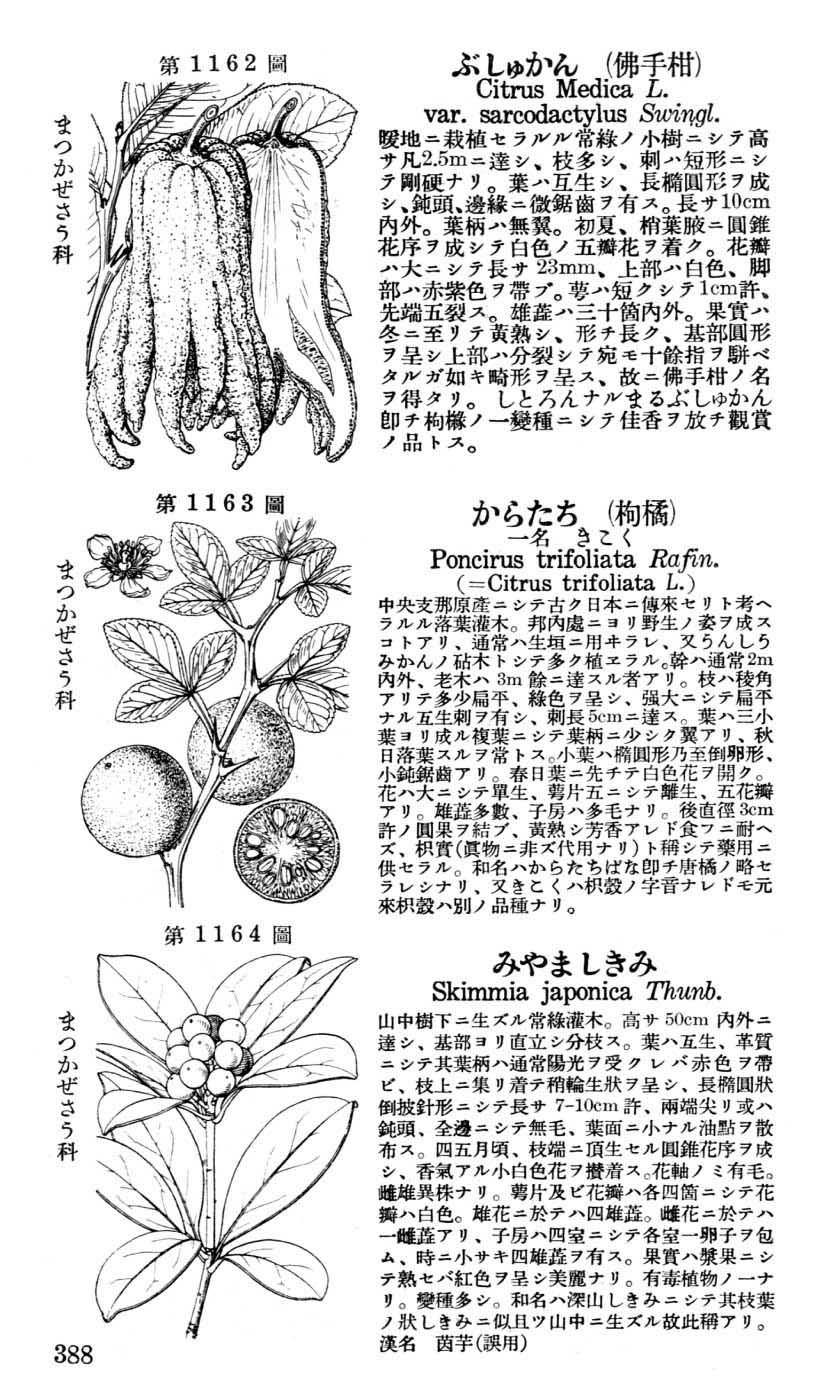 植物図鑑