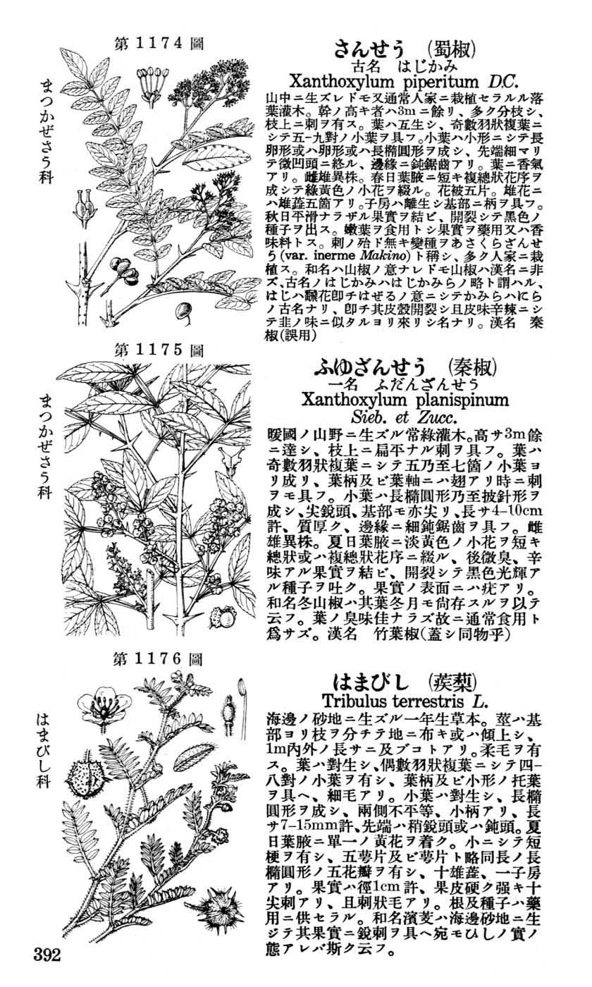 植物図鑑