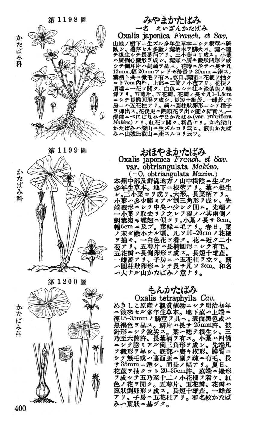 植物図鑑
