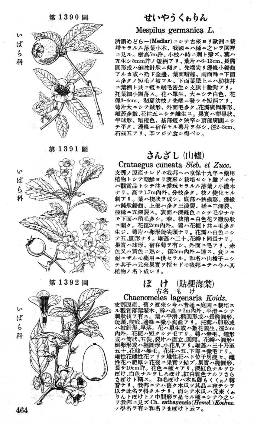 植物図鑑