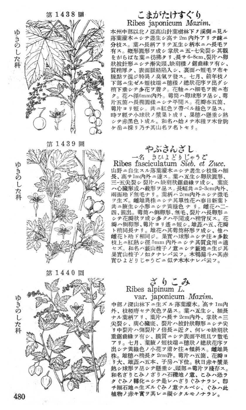 植物図鑑