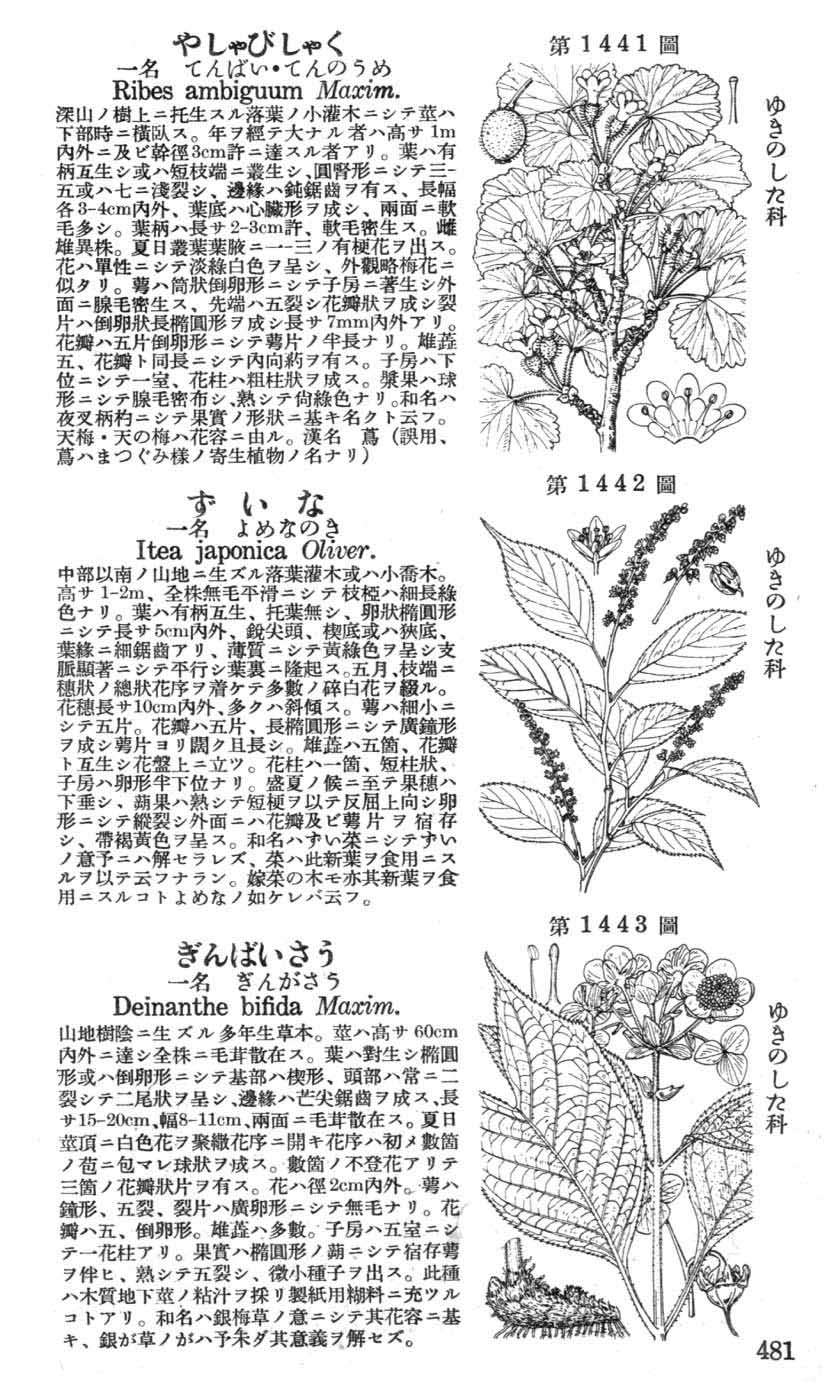 植物図鑑