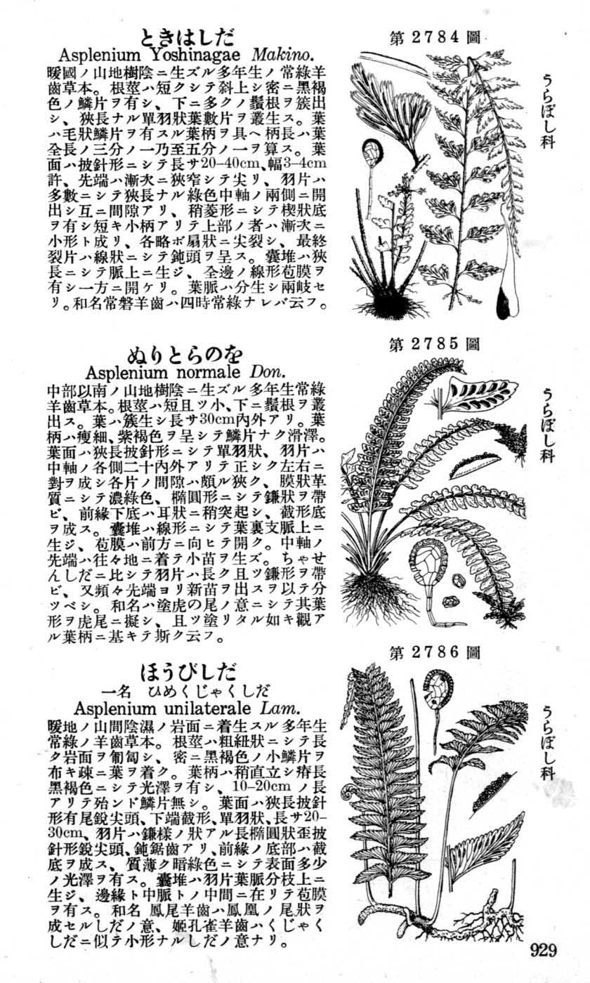 植物図鑑